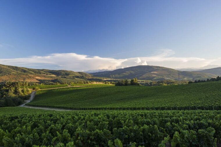 languedoc-heritage-tour-tasting-at-domaine-de-baronarques