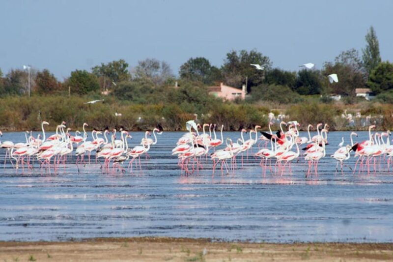 lansargues-horse-drawn-carriage-ride-with-guide