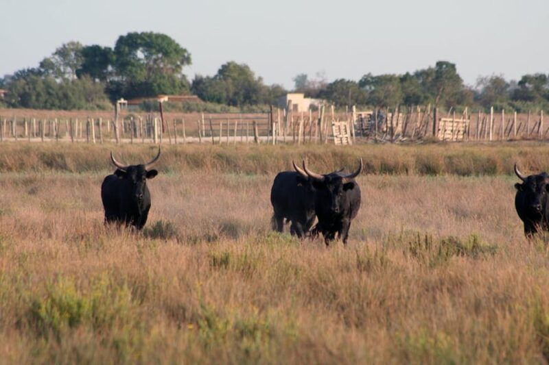 lansargues-horse-drawn-carriage-ride-with-guide