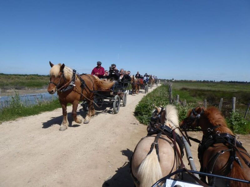 lansargues-horse-drawn-carriage-ride-with-guide