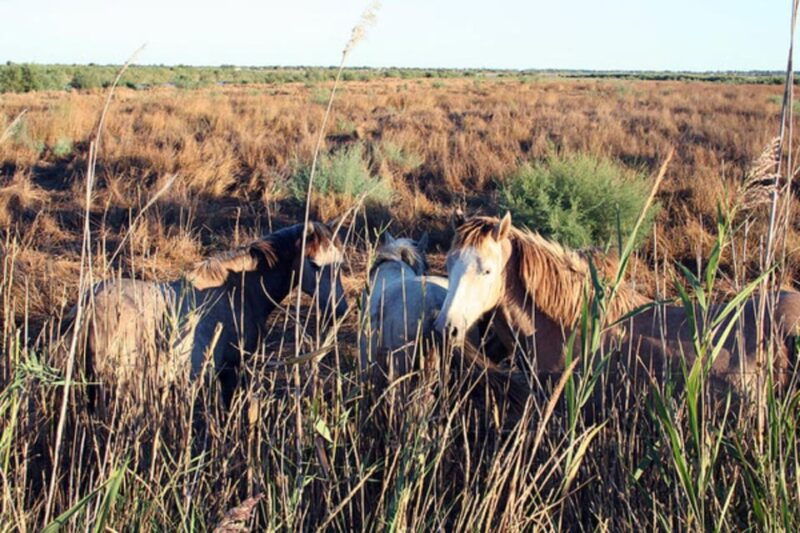 lansargues-horse-drawn-carriage-ride-with-guide