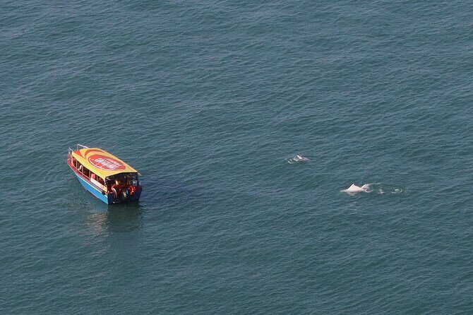 Lantau Group Tour: Dolphin Watching, Fishing Village & Cable Car - An In-Depth Look at the Tour Experience