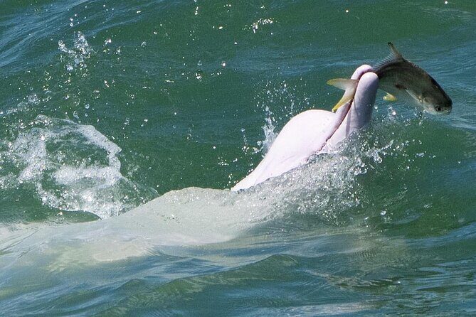 Lantau Group Tour: Dolphin Watching, Fishing Village & Cable Car - Who Should Consider This Tour?