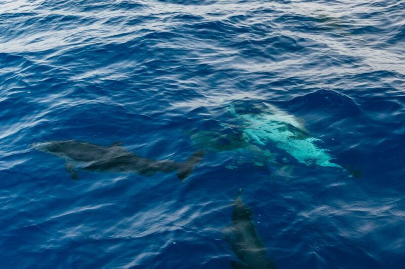 lanzarote-2-5-hour-sunset-and-dolphins-cruise