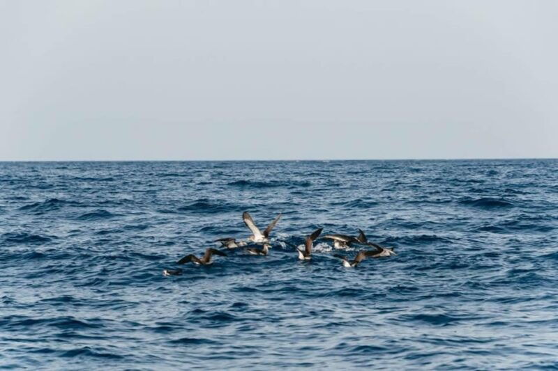 lanzarote-2-5-hour-sunset-and-dolphins-cruise