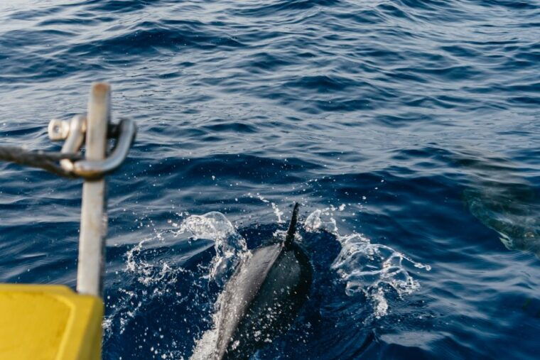 lanzarote-2-5-hour-sunset-and-dolphins-cruise