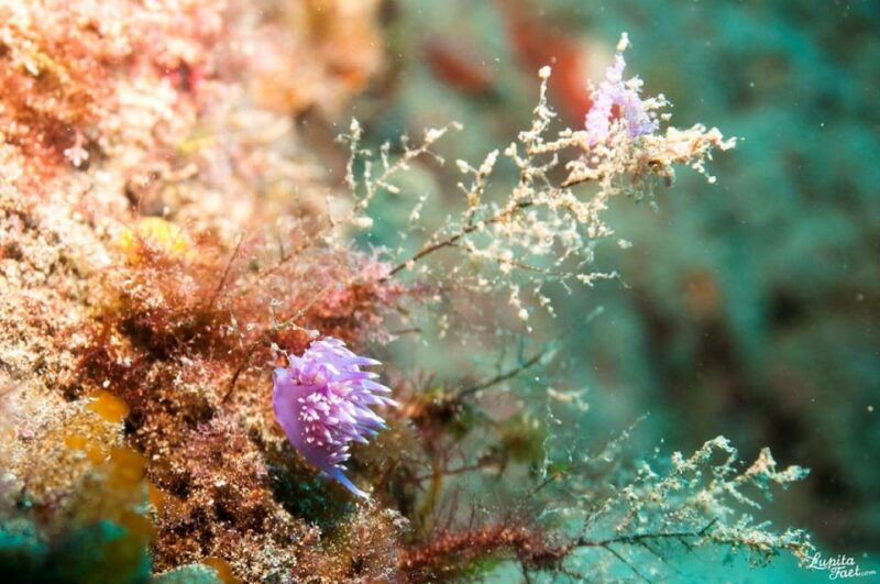 lanzarote-2-dive-package-for-certified-divers