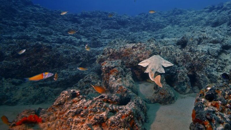 lanzarote-2-dive-package-in-playa-blanca-certified-divers