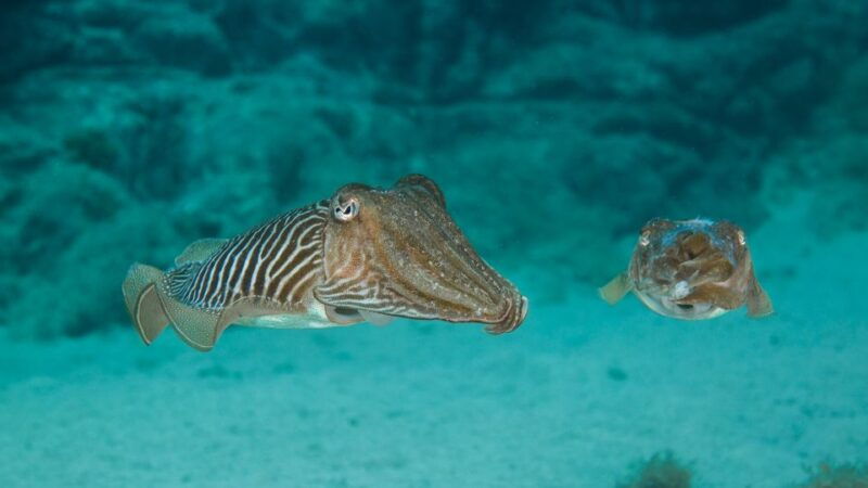 lanzarote-2-dive-package-in-playa-blanca-certified-divers