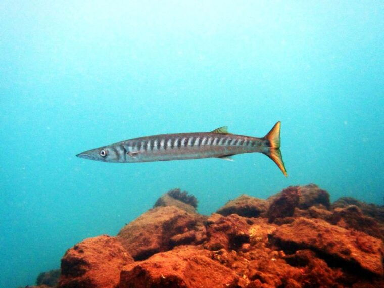 lanzarote-2-dive-package-in-playa-blanca-certified-divers