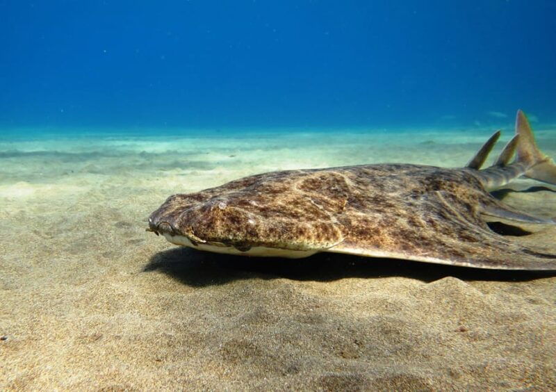 lanzarote-2-guided-dives-certified-divers-only