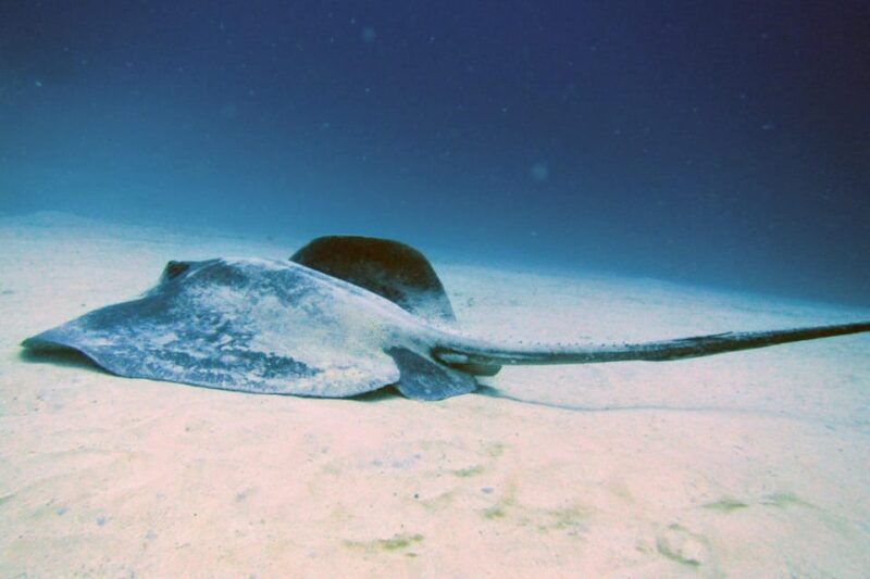 lanzarote-2-guided-dives-certified-divers-only
