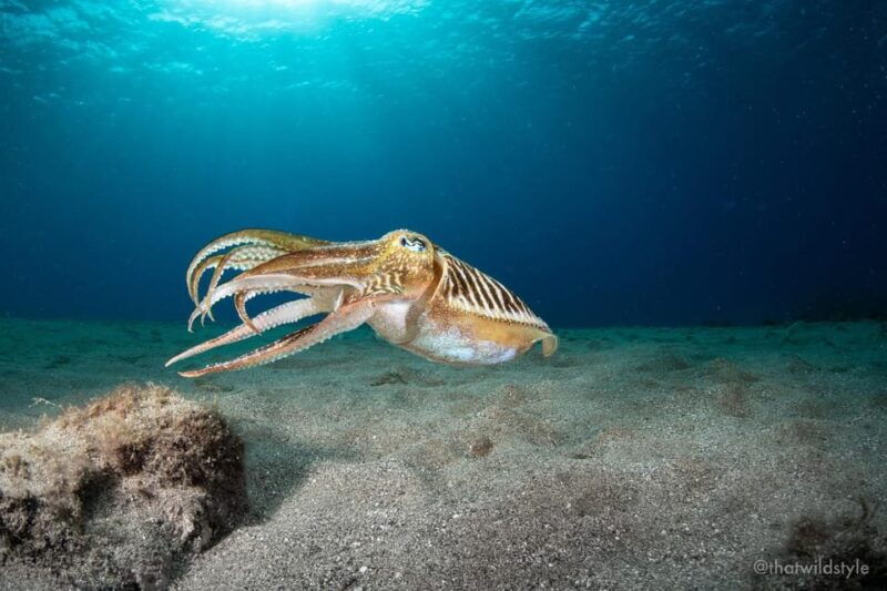 lanzarote-2-guided-dives-certified-divers-only
