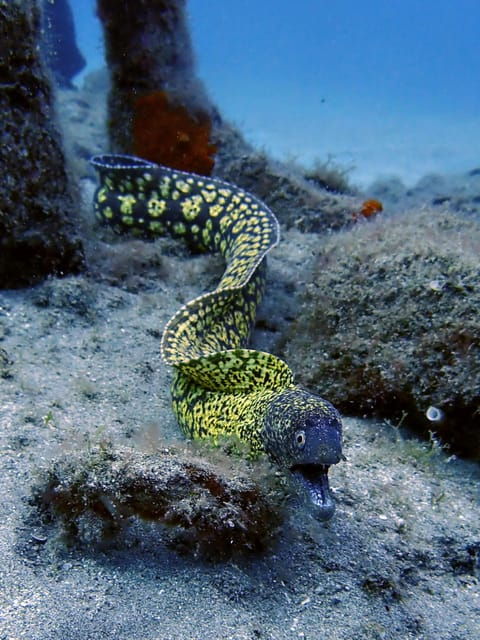 lanzarote-2-guided-dives-certified-divers-only