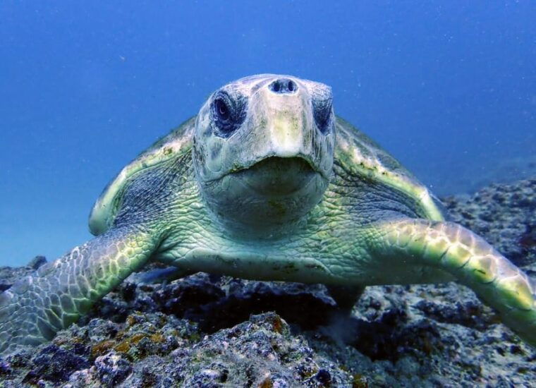 lanzarote-2-guided-dives-certified-divers-only