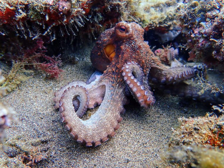 lanzarote-2-guided-dives-certified-divers-only