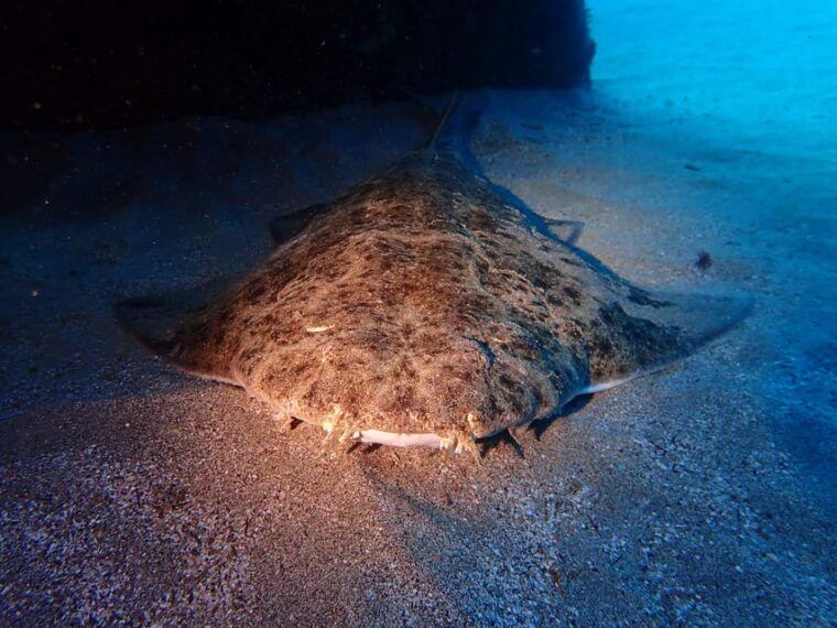 lanzarote-2-guided-dives-certified-divers-only