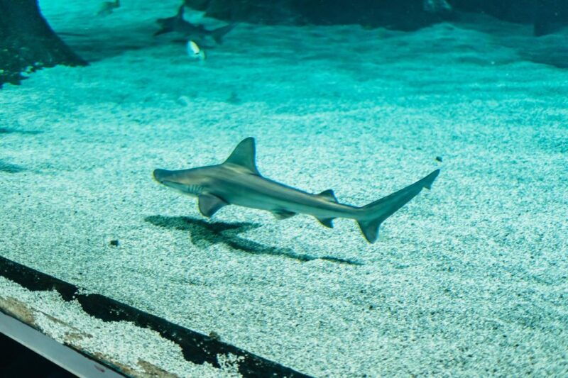 lanzarote-aquarium-entry-ticket