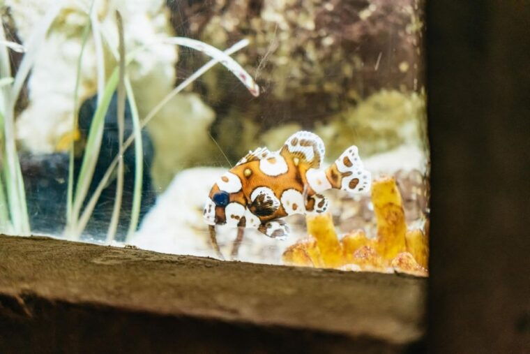 lanzarote-aquarium-entry-ticket