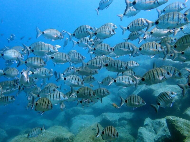 lanzarote-beginner-diving-course-costa-teguise-2-dives
