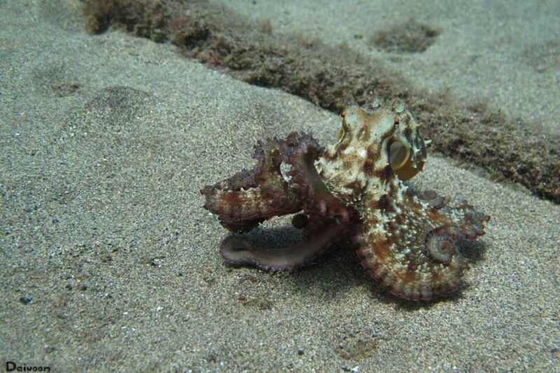 lanzarote-beginner-diving-course-costa-teguise-2-dives
