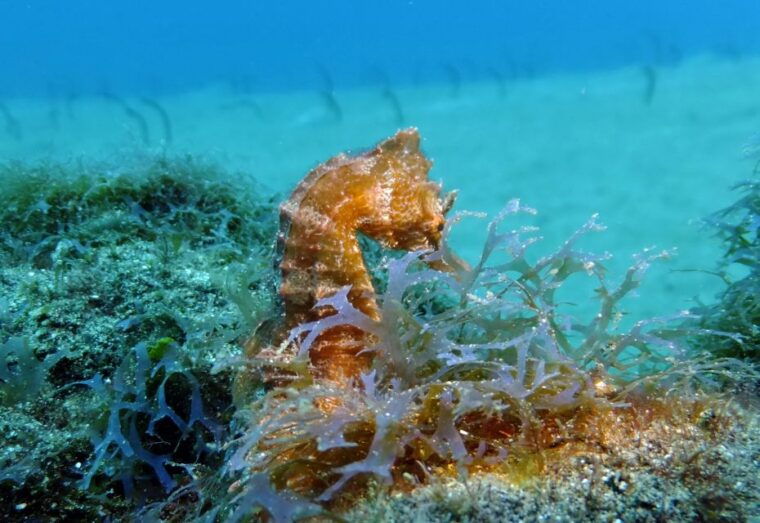 lanzarote-beginner-diving-course-costa-teguise-2-dives