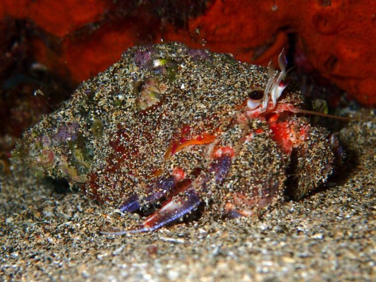 lanzarote-beginner-diving-course-costa-teguise-2-dives