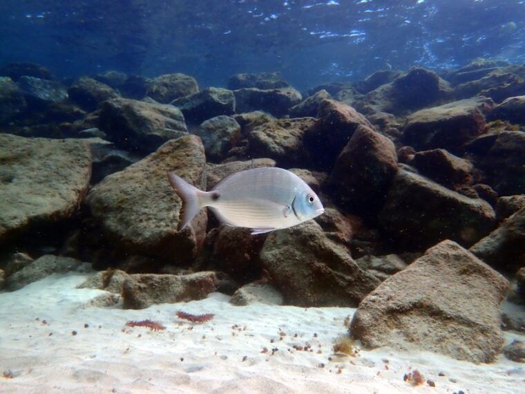 lanzarote-beginner-diving-course-costa-teguise-2-dives