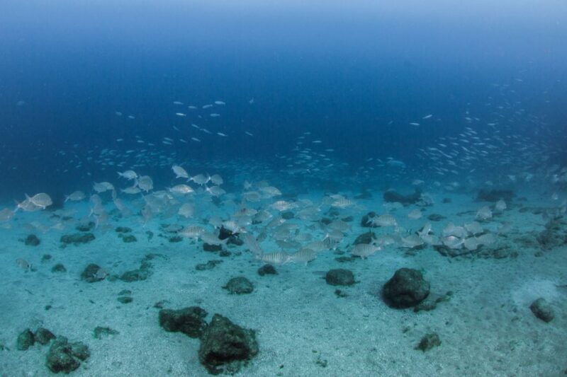 lanzarote-beginner-scuba-diving-from-the-beach
