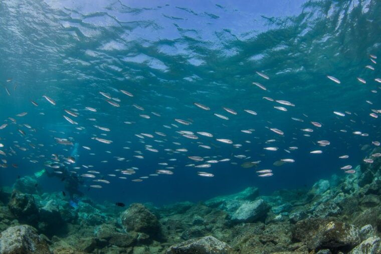 lanzarote-beginner-scuba-diving-from-the-beach