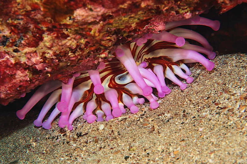 Lanzarote: Beginner Try Scuba Diving Costa Teguise (2 dives) - Exploring Lanzarote’s Underwater Charm