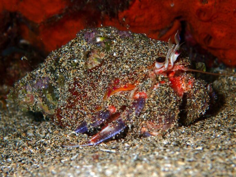 Lanzarote: Beginner Try Scuba Diving Costa Teguise (2 dives) - Authentic Experiences: What Reviewers Say