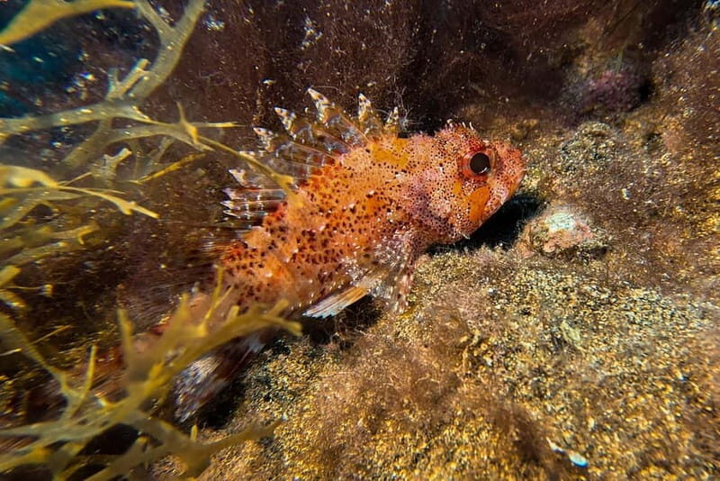 Lanzarote: Beginner Try Scuba Diving Costa Teguise (2 dives) - Who Will Love This Experience?