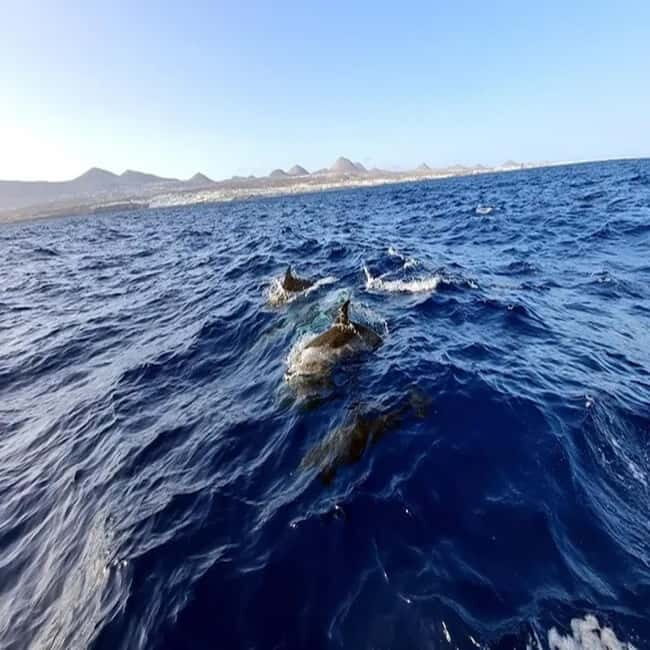 Lanzarote: Dolphin Watching by speedboat - The Experience: What to Expect on the Dolphin Watching Speedboat Tour