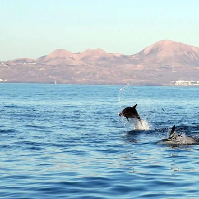 lanzarote-dolphin-watching-by-speedboat