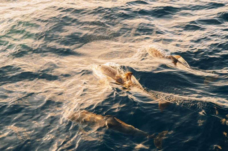 lanzarote-dolphin-watching-sunset-cruise-with-transfers