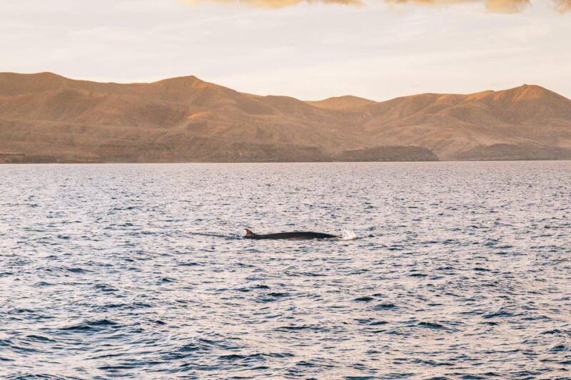 lanzarote-dolphin-watching-sunset-cruise-with-transfers