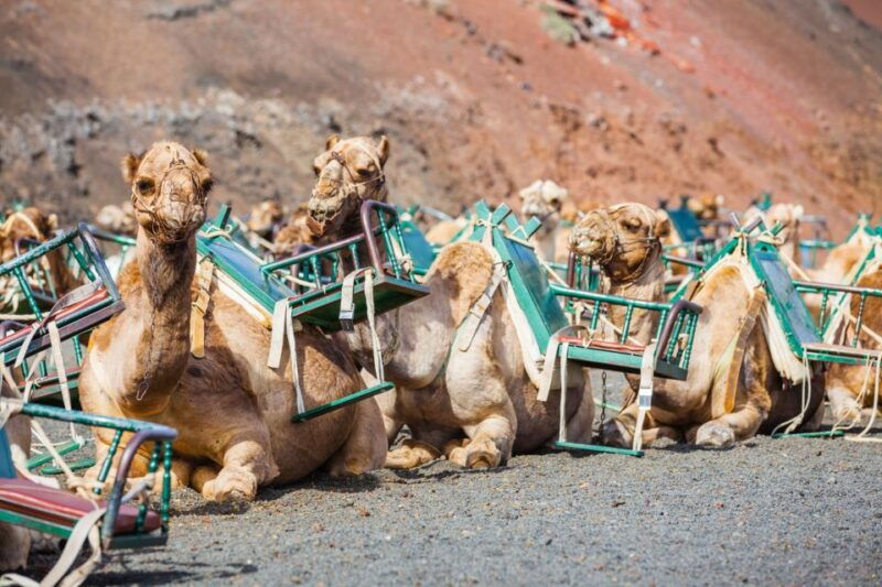 lanzarote-guided-day-trip-to-timanfaya-park-green-lagoon