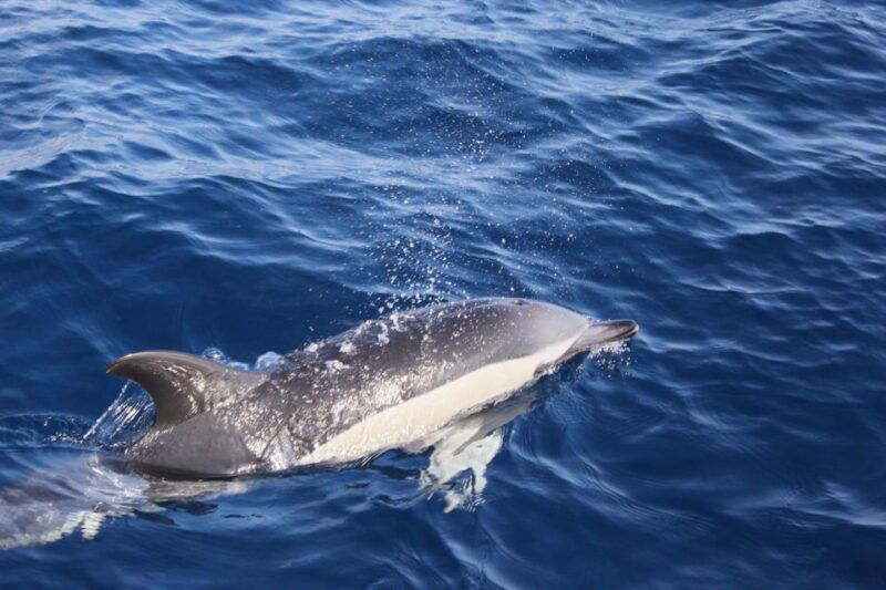 lanzarote-lobos-island-half-day-dolphin-watching-trip
