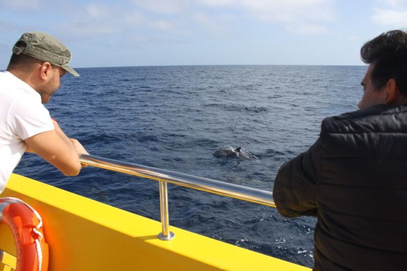 lanzarote-lobos-island-half-day-dolphin-watching-trip