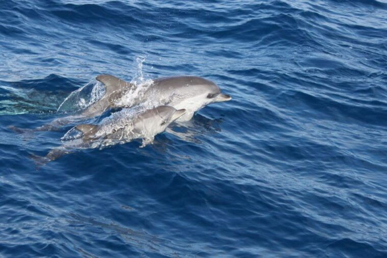 lanzarote-lobos-island-half-day-dolphin-watching-trip