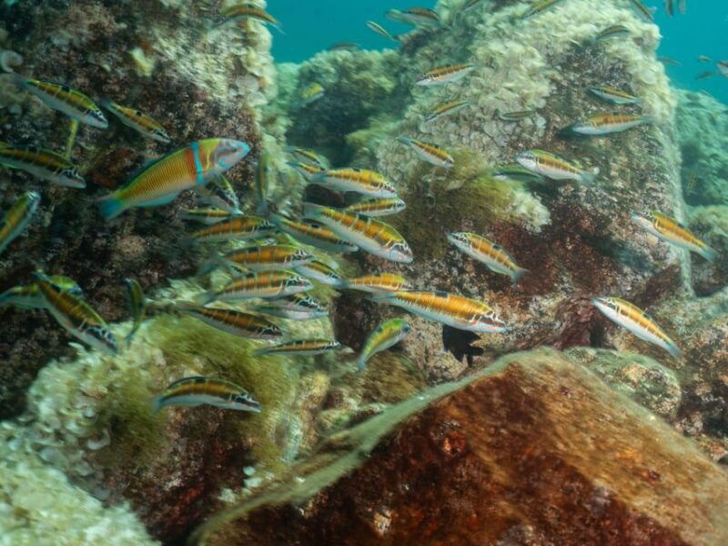 lanzarote-scuba-diving-refresher-course