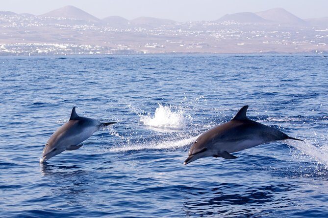 Lanzarote Sea Safari from Puerto calero - Why You’ll Love the Lanzarote Sea Safari