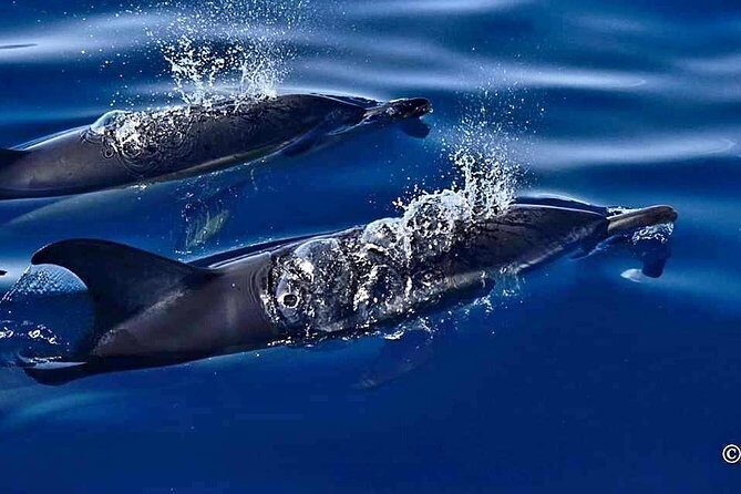 Lanzarote Sea Safari from Puerto calero - Pricing and Value