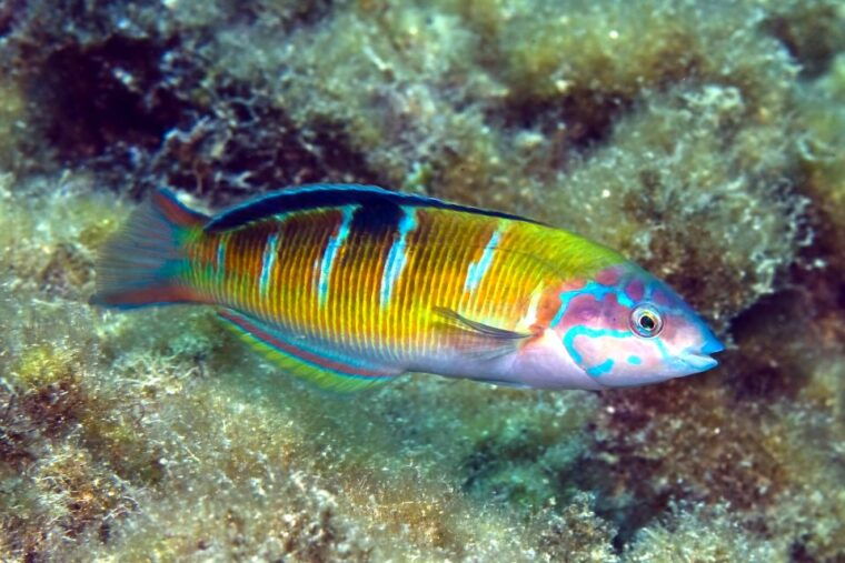 lanzarote-small-group-beginner-dive-course-costa-teguise