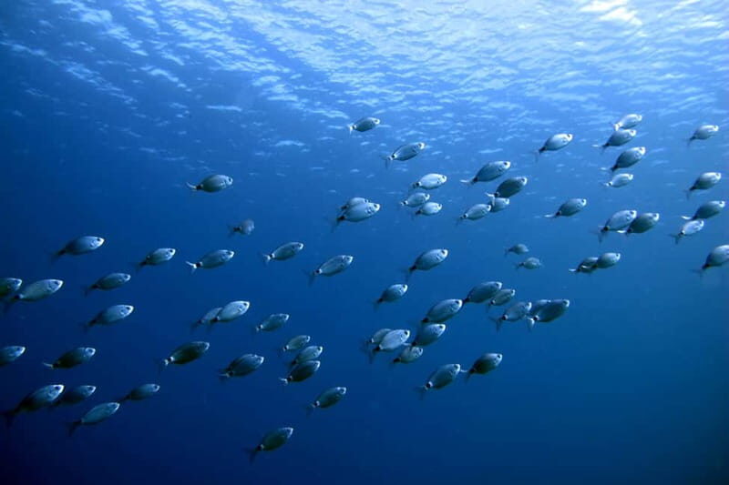 Lanzarote: Small-Group Discover Scuba Diving Costa Teguise - The Cost and Its Value