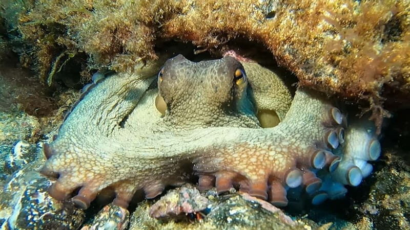 Lanzarote: Small-Group Discover Scuba Diving Costa Teguise - Final Thoughts: Who Should Consider This Tour?