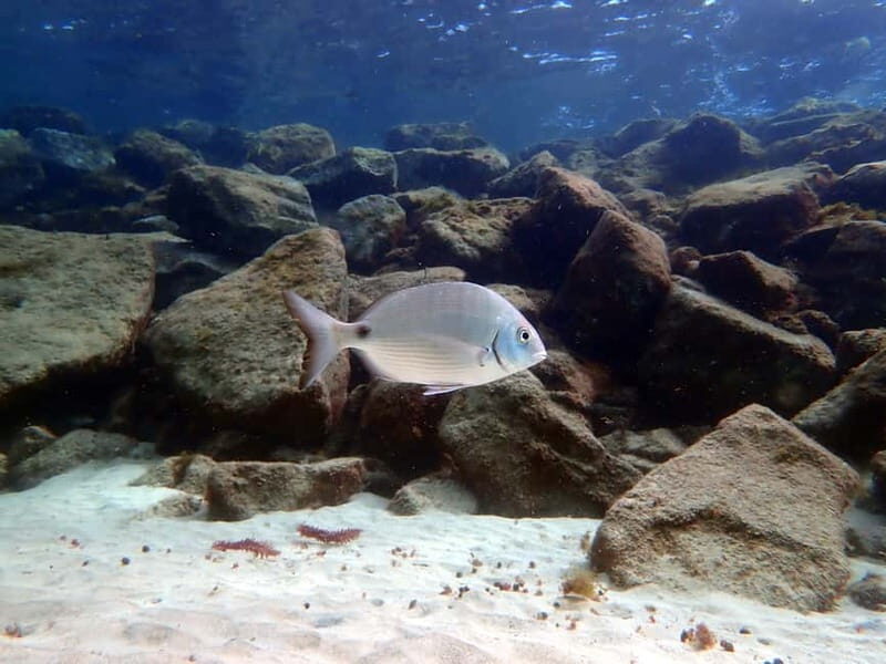 Lanzarote: Small-Group Discover Scuba Diving Costa Teguise - FAQ
