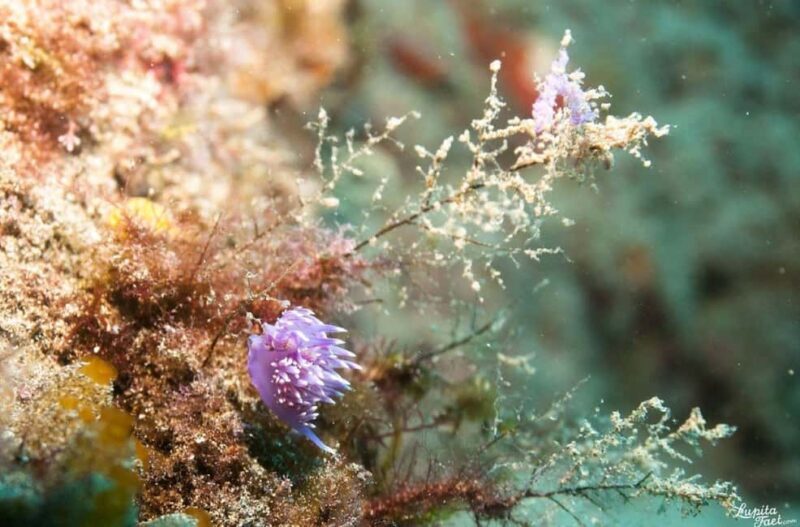 Lanzarote: Snorkeling Tour - Key Points
