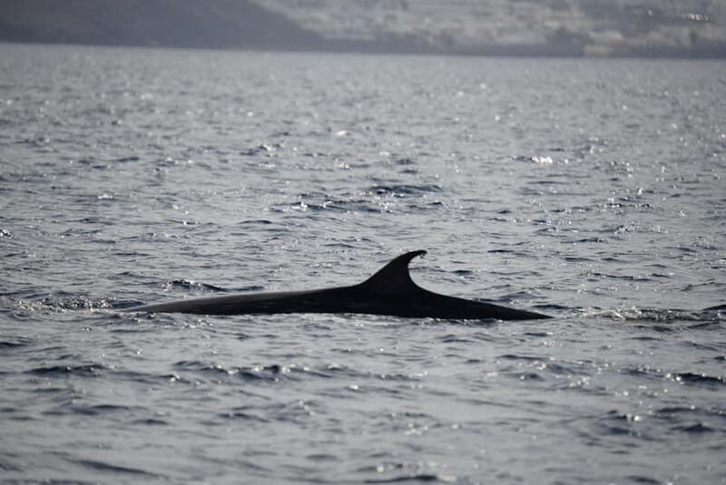 Lanzarote Sunset Experience with dolphin spotting - Who Will Love This Tour?